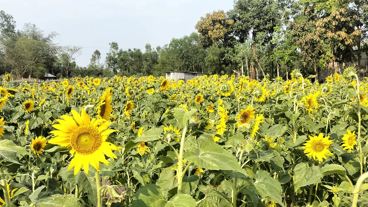 শ্রীমঙ্গলের একটি সূর্যমুখী ফুলের বাগান। ছবি : কালবেলা