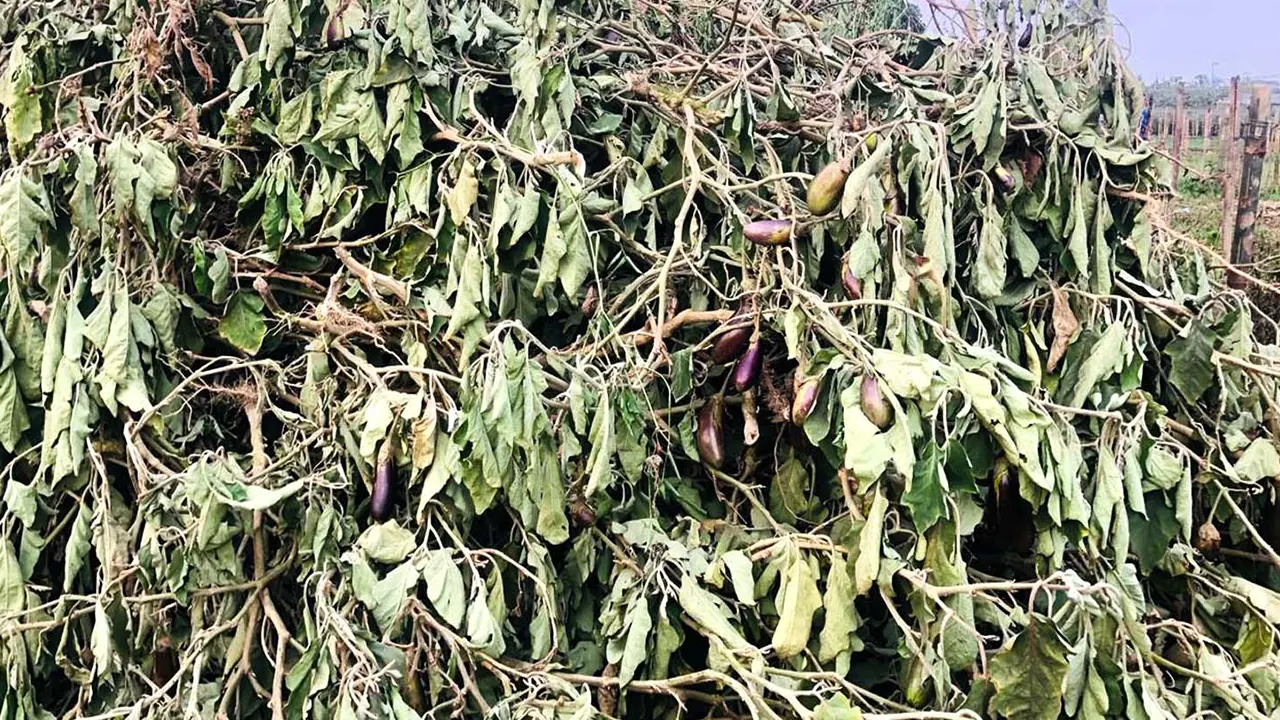 পাঁচ টাকায় বেগুন বিক্রি, গাছ কাটলেন কৃষক। ছবি : কালবেলা