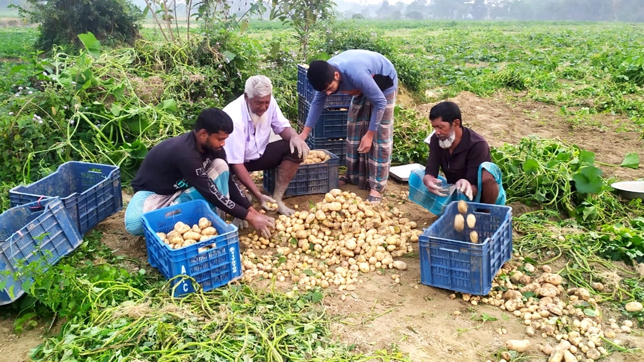 ব্রাহ্মণপাড়ায় গোমতী নদীর চর ও আশপাশের জমিতে আলু সংগ্রহে ব্যস্ত সময় পার করছেন আলু চাষিরা। ছবি : কালবেলা