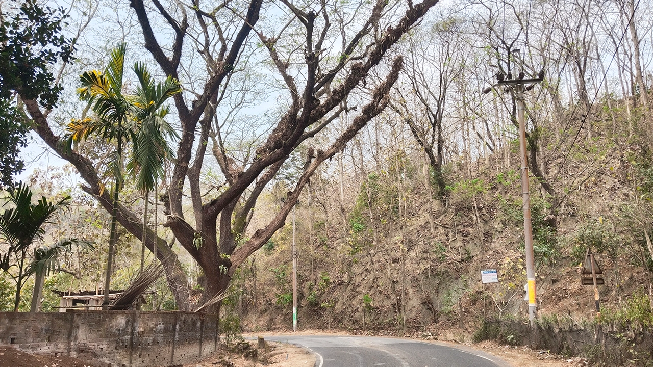 কাপ্তাইয়ের বড়ইছড়ি সদর সড়কের পাশে মরা গাছ। ছবি : কালবেলা