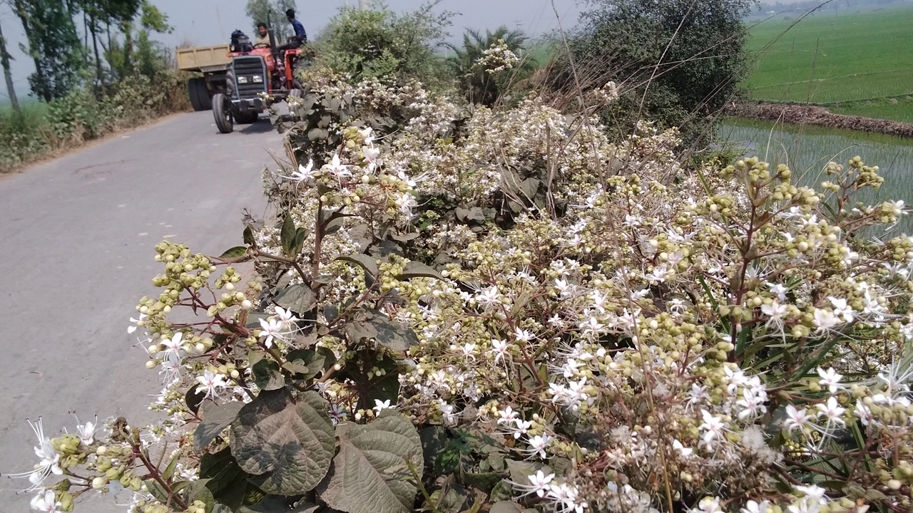 পথের ধারে ফুটে আছে ভাট ফুল। ছবি : কালবেলা