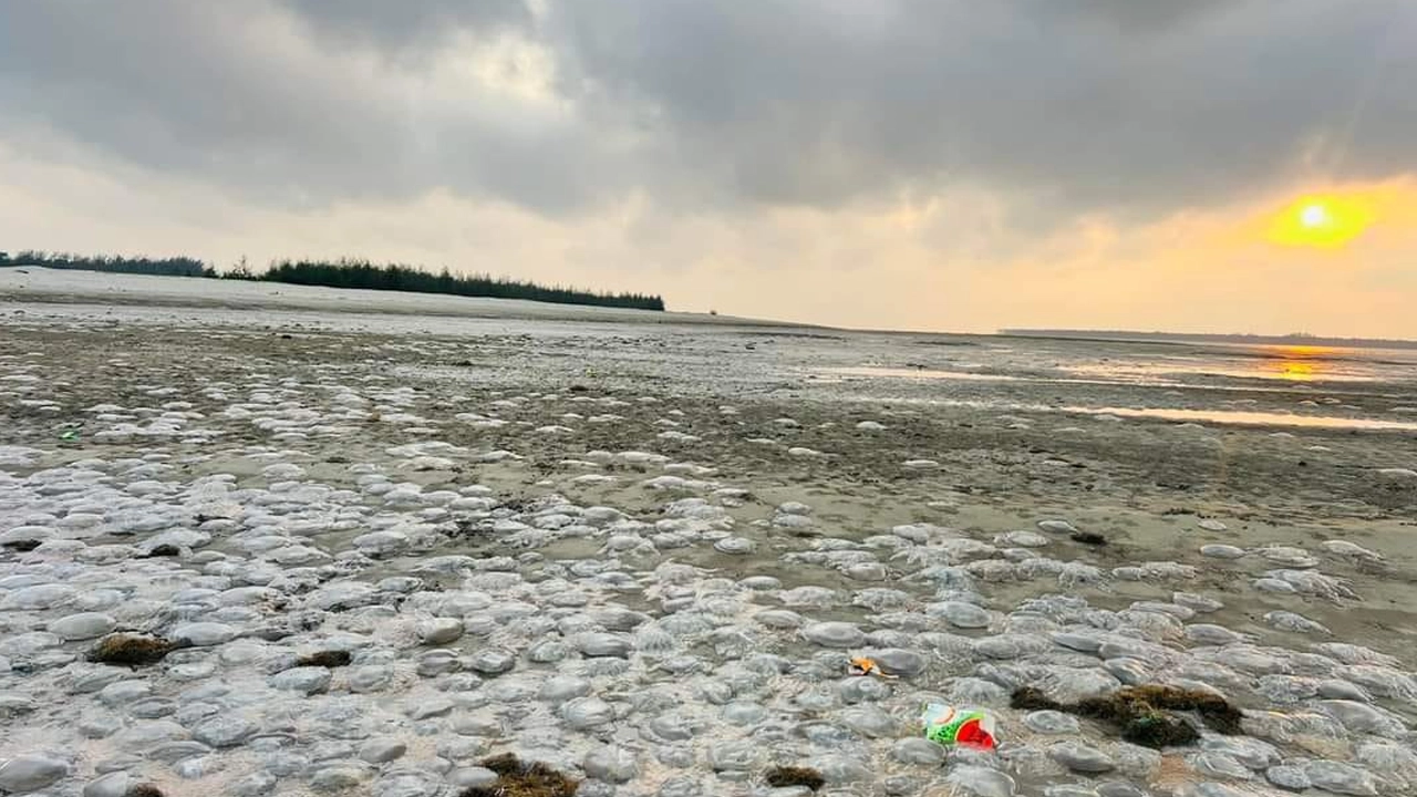কুয়াকাটা সৈকতের বিভিন্ন জায়গায় স্তুপে স্তুপে পড়ে আছে জেলি ফিশ। ছবি : কালবেলা