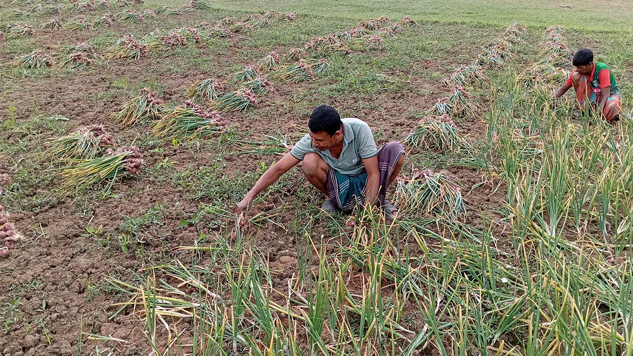 হালি পেঁয়াজ তোলায় ব্যস্ত কৃষকেরা। ছবি : কালবেলা