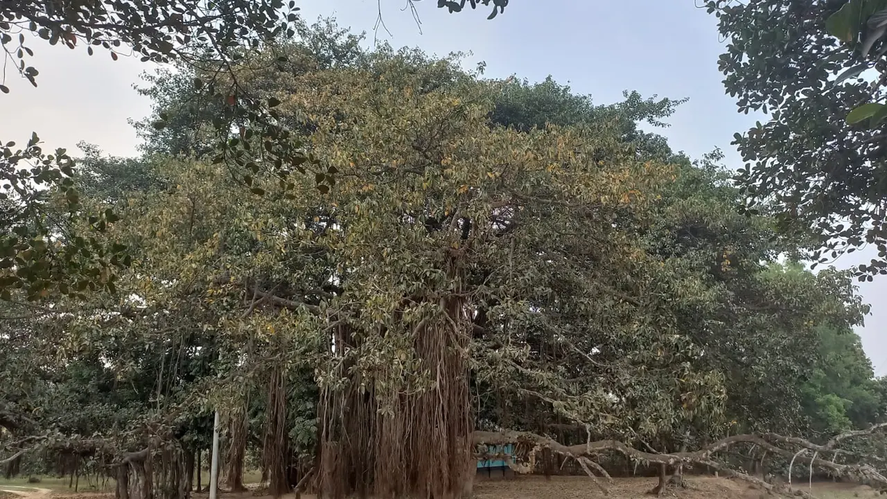 বিরামপুর উপজেলার পলিপ্রয়াগপুর ইউনিয়নের দুর্গাপুর গ্রামে অবস্থিত শতবর্ষী বটগাছ। ছবি : কালবেলা