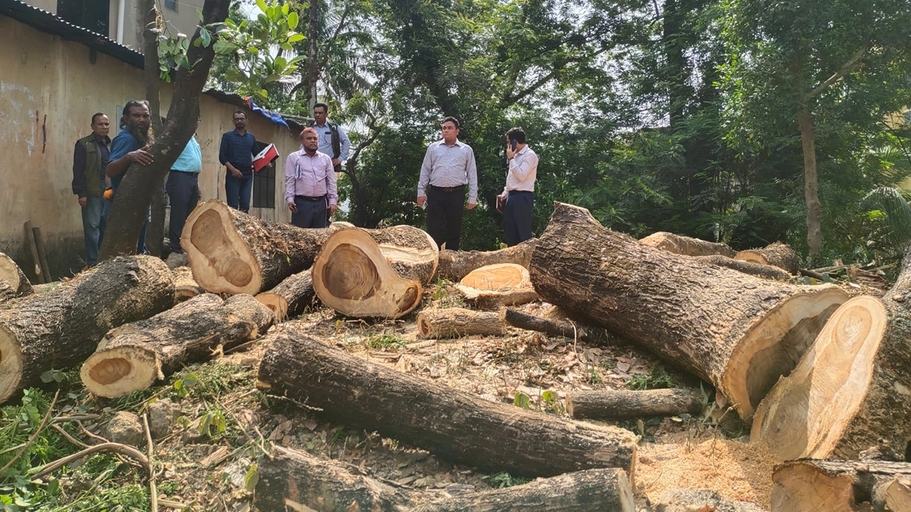 চট্টগ্রামের শতবর্ষী গাছ কাটল গরীবুল্লাহ শাহ মাজার কর্তৃপক্ষ। ছবি : কালবেলা