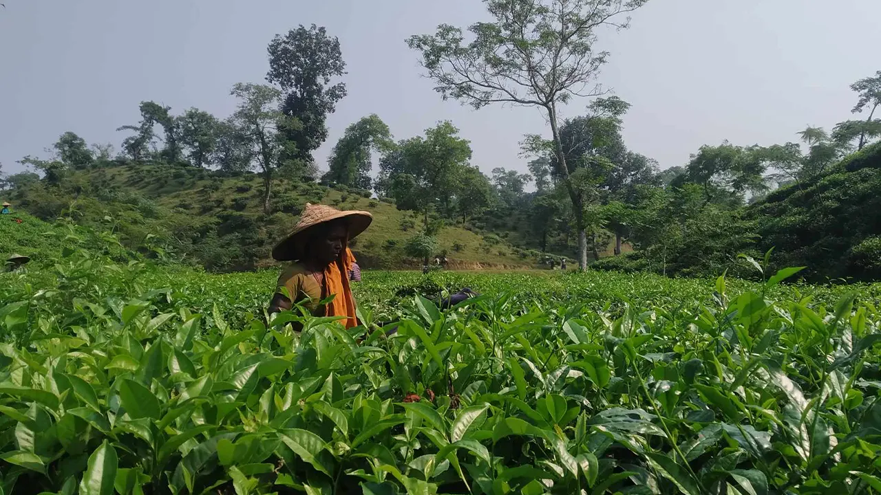 চা বাগানে কাজ করছে একজন চা শ্রমিক। ছবি : সংগৃহীত