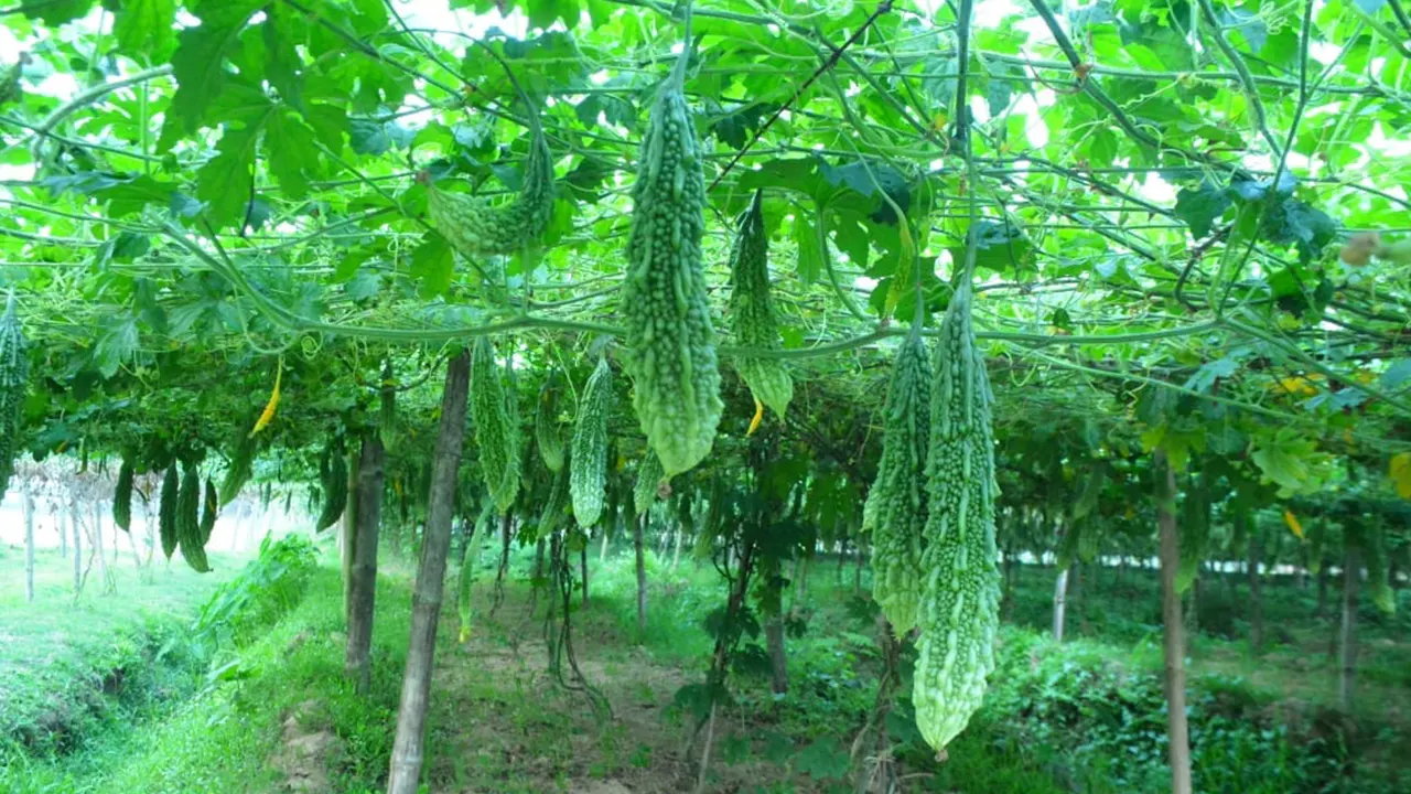 মাচায় ঝুলছে করলা। ছবি : কালবেলা
