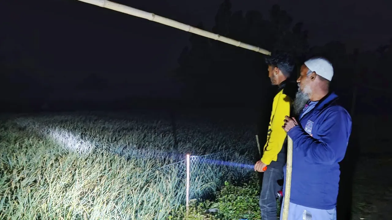অস্থায়ী ঘর তৈরি করে চুরি ঠেকাতে রাত জেগে রসুনক্ষেত পাহারা দিচ্ছেন কৃষকরা। ছবি : কালবেলা