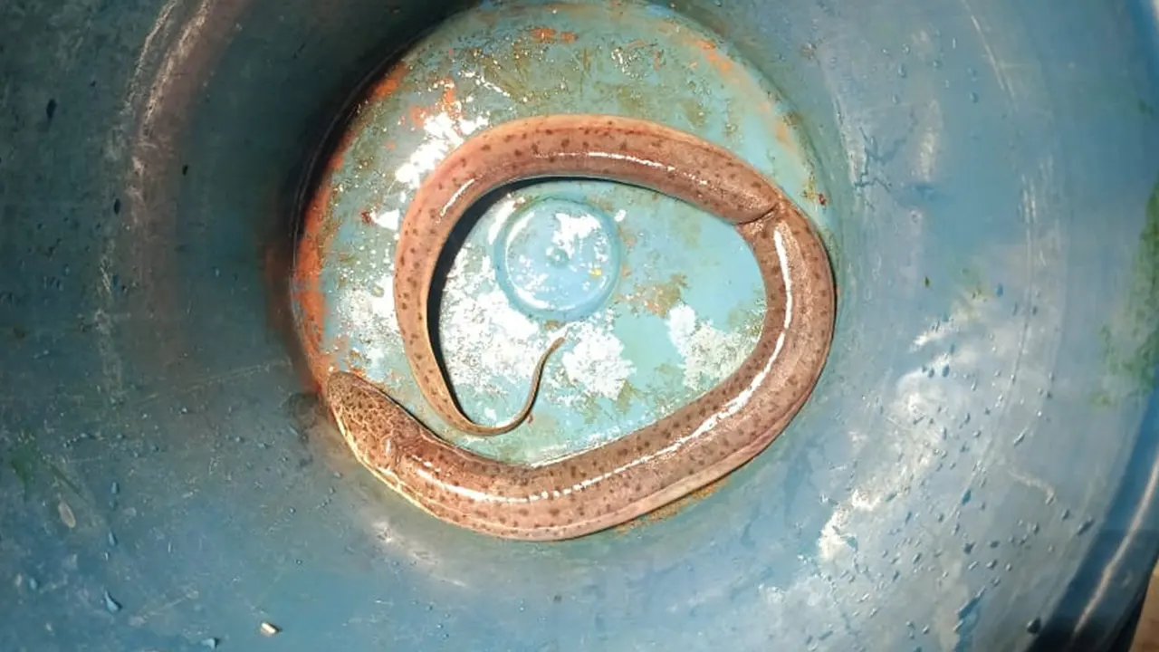 জীবন্ত কুঁচিয়া। ছবি : সংগৃহীত