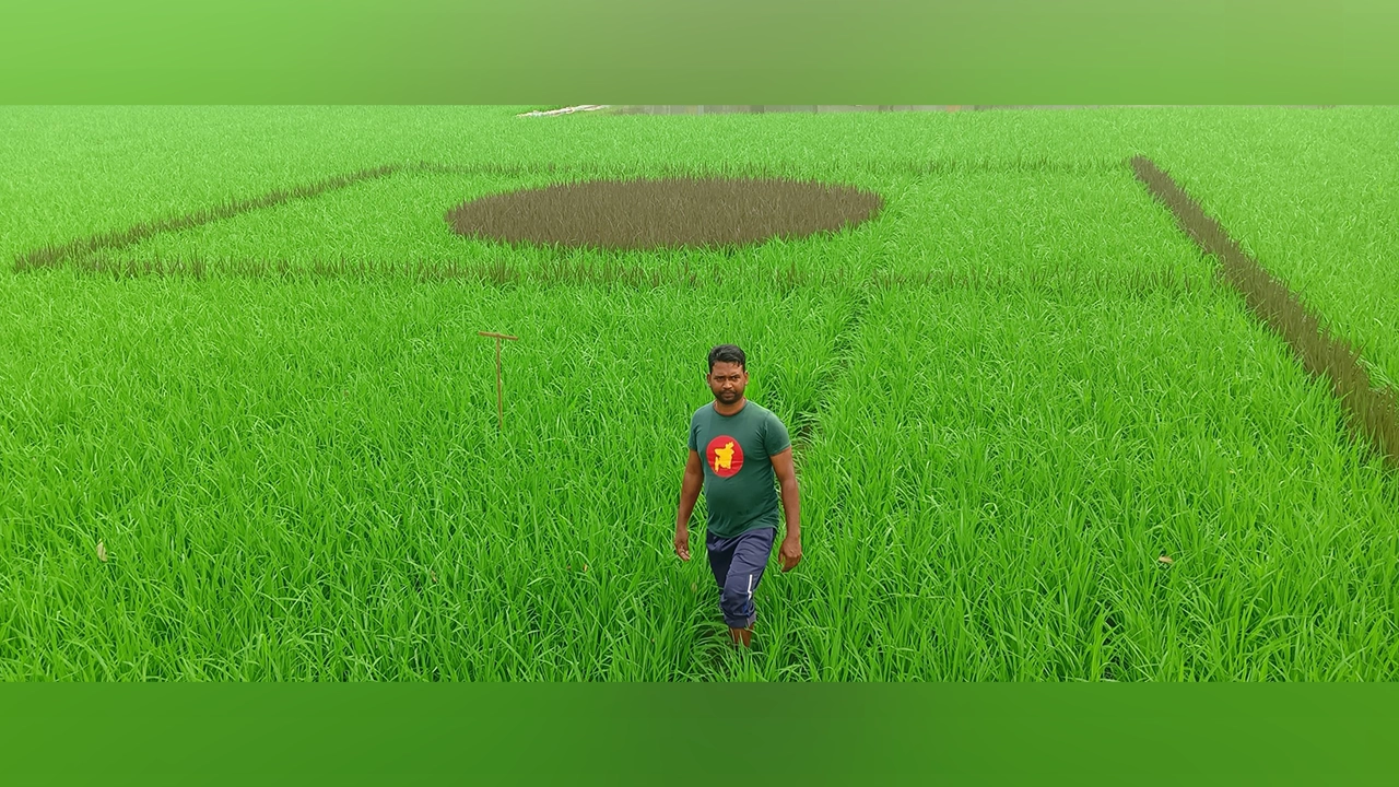 কুড়িগ্রামের উলিপুরে জাতীয় পতাকার আদলে ধানক্ষেত। ছবি : কালবেলা