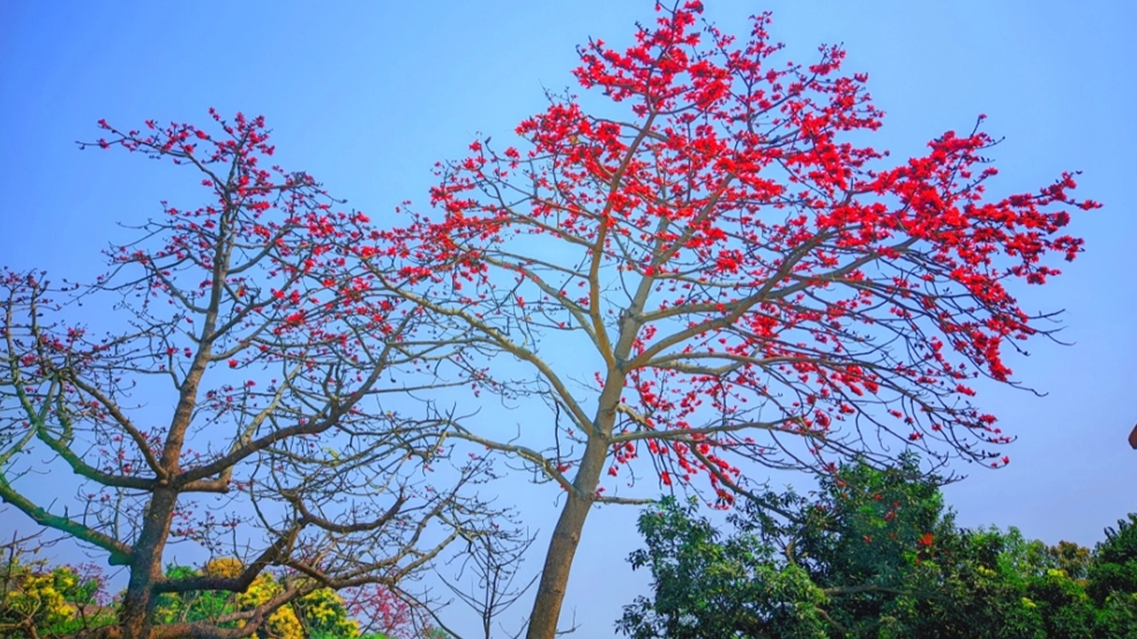 শিমুলগাছ। ছবি : কালবেলা
