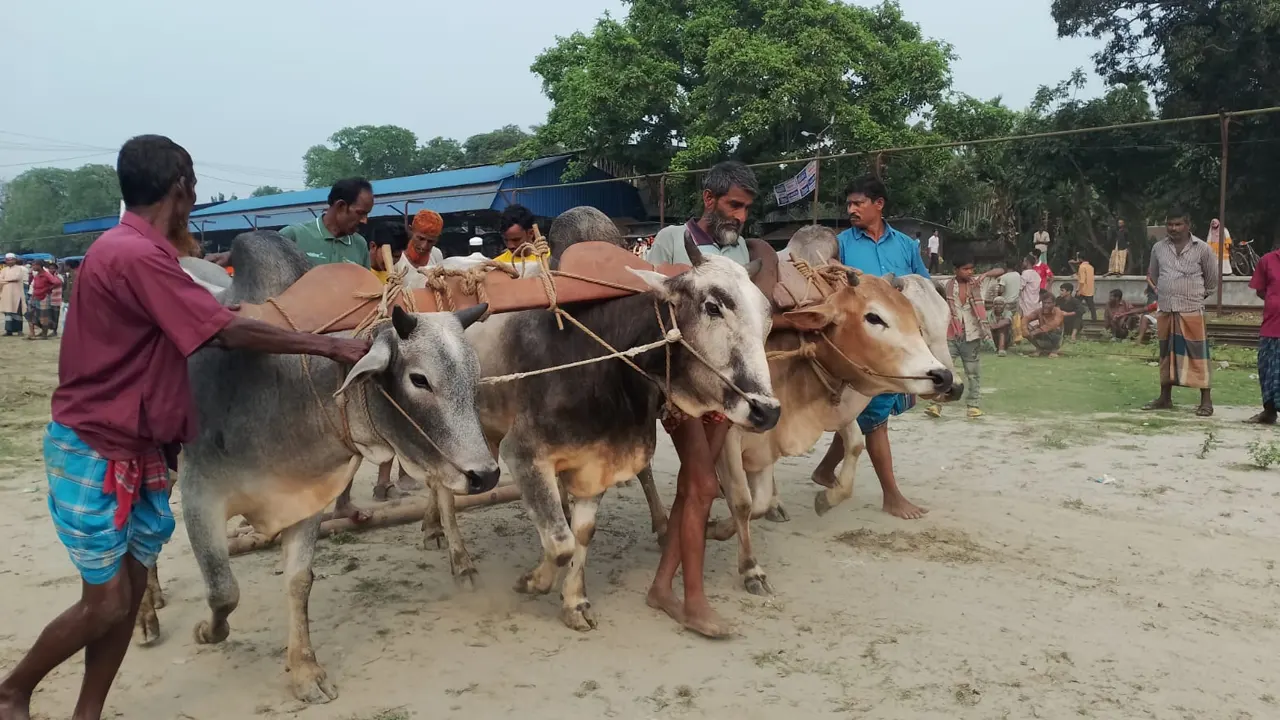 দৌড় শুরুর আগে ষাঁড় নিয়ে প্রস্তুত হচ্ছেন মইয়ালরা। ছবি : কালবেলা