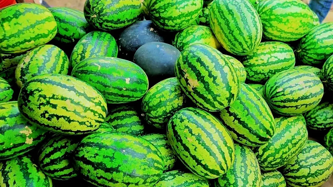দিনাজপুরের খানসামার একটি দোকানে তরমুজ। ছবি : কালবেলা