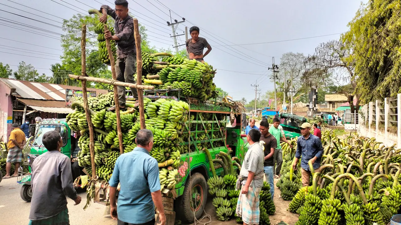কলার কাঁদি গাড়িতে বেঁধে নিচ্ছেন শ্রমিকরা। ছবি : কালবেলা