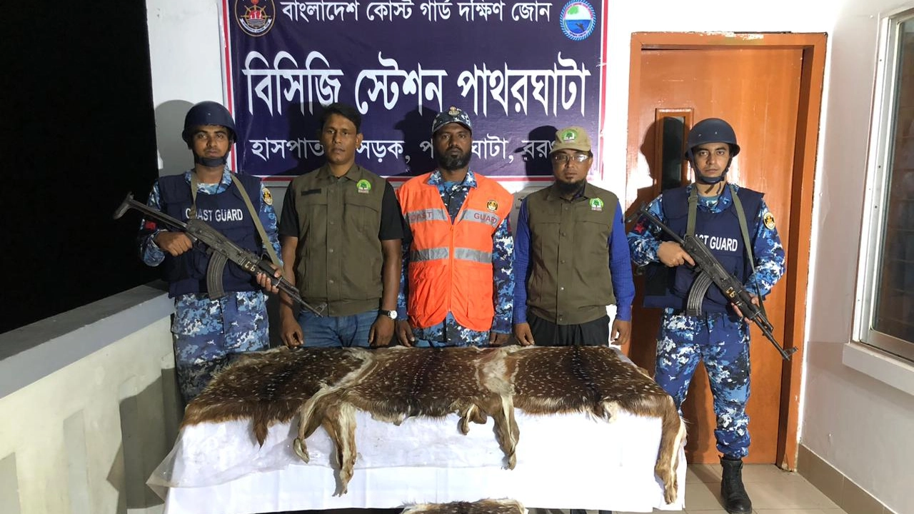 কোস্টগার্ডের অভিযানে জব্দকৃত হরিণের চামড়া। ছবি : কালবেলা