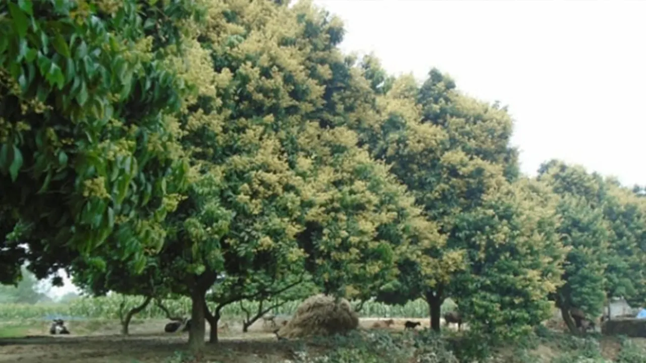 প্রতিটি গাছের ডালে মুকুল এসছে। ছবি : কালবেলা