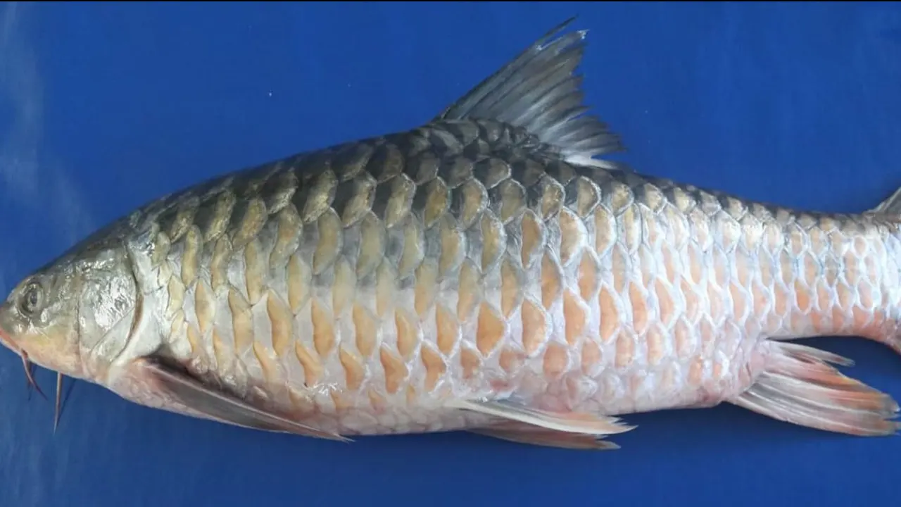 মহাশোল মাছের টর ব্যারাকি প্রজাতি। ছবি : কালবেলা
