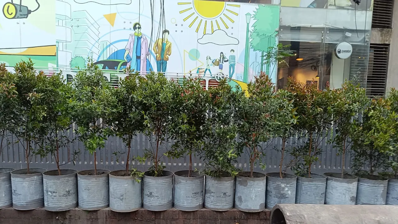 ধানমন্ডি-লালমাটিয়া সংযোগ সড়কে শোভা পাচ্ছে গাছের টব। ছবি : কালবেলা