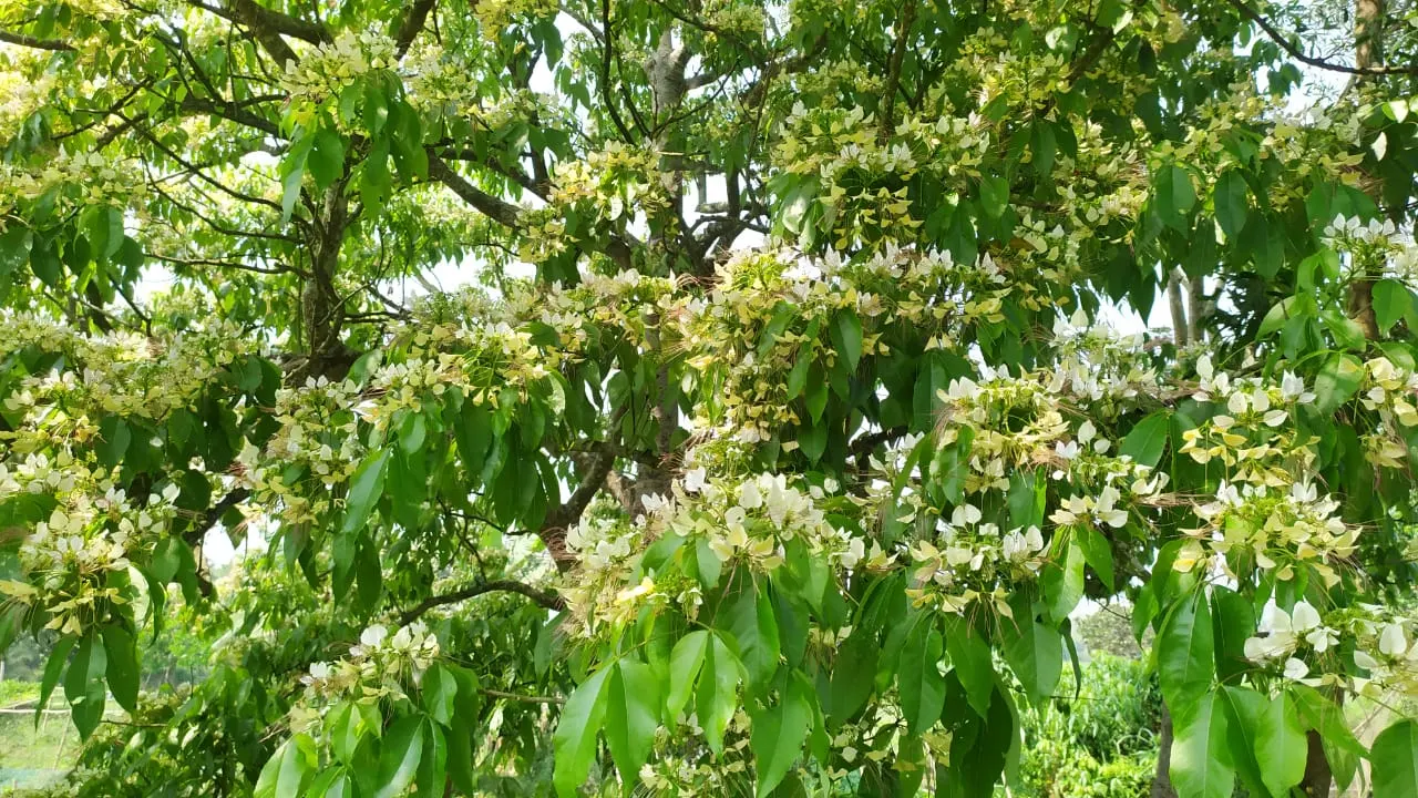 থোকায় থোকায় ধরে আছে অনাবিল সৌন্দর্যে ভরপুর নয়নাভিরাম রাজসিক বরুণ ফুল। ছবি ; কালবেলা