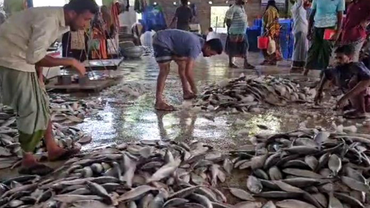 ধরা পড়া ইলিশ মাছ। ছবি : কালবেলা