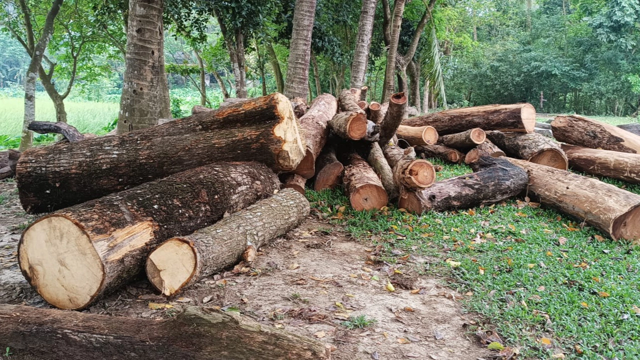 বিটিসিএল পরিত্যক্ত ভবনের সামনে ফেলে রাখা গাছ। ছবি : কালবেলা