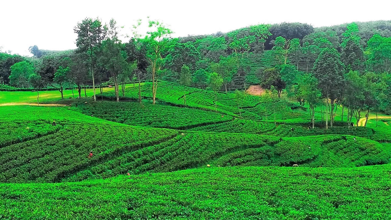 শ্রীমঙ্গলের চা বাগান। ছবি : কালবেলা