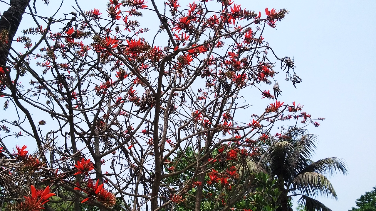 পারিজাত ফুল। ছবি : কালবেলা