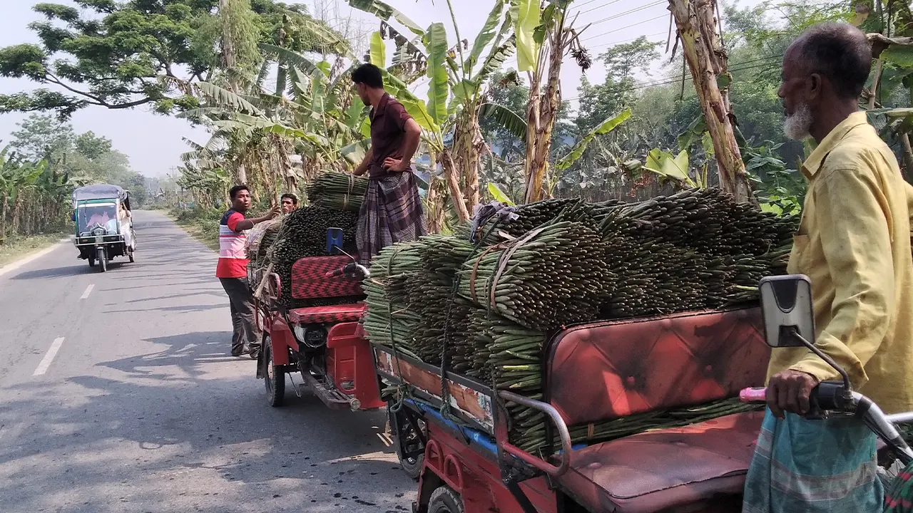 জয়পুরহাটের নতুনহাট থেকে শজনে কিনে আক্কেলপুর ট্রাক স্ট্যান্ডে নেওয়া হচ্ছে। ছবি : কালবেলা