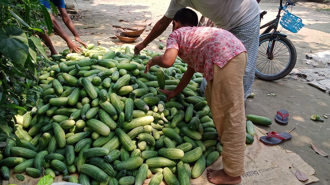কালীগঞ্জে শসার বাজারে ধস। ছবি : কালবেলা