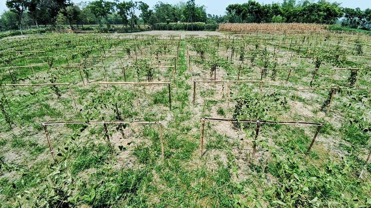 পটোলের ক্ষেত। ছবি : কালবেলা