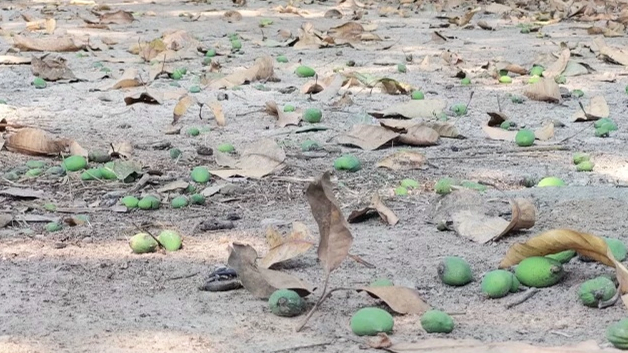 বাগানে ঝরে পড়া আমের গুটি। ছবি : কালবেলা