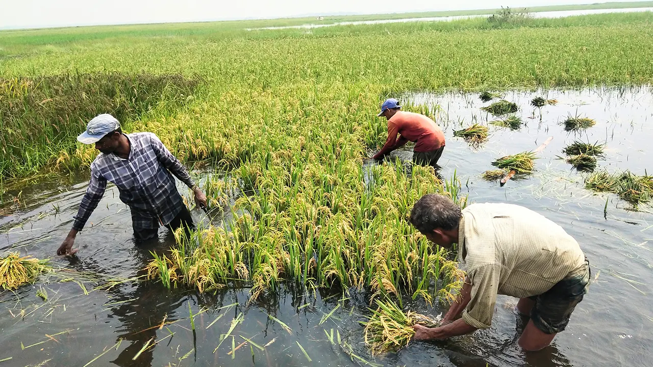 দেখার হাওরের পানির নিচের ধান কাটছেন কৃষকরা। ছবি : কালবেলা