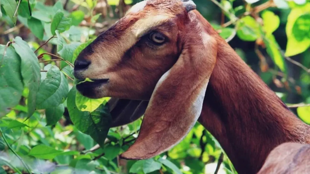 প্রতীকী ছবি : সংগৃহীত