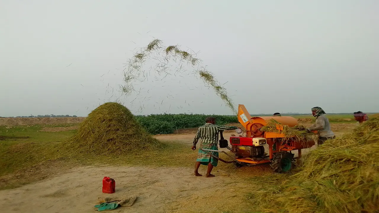 ধান মাড়াইয়ে ব্যস্ত সময় পার করছেন কৃষকরা। ছবি : কালবেলা