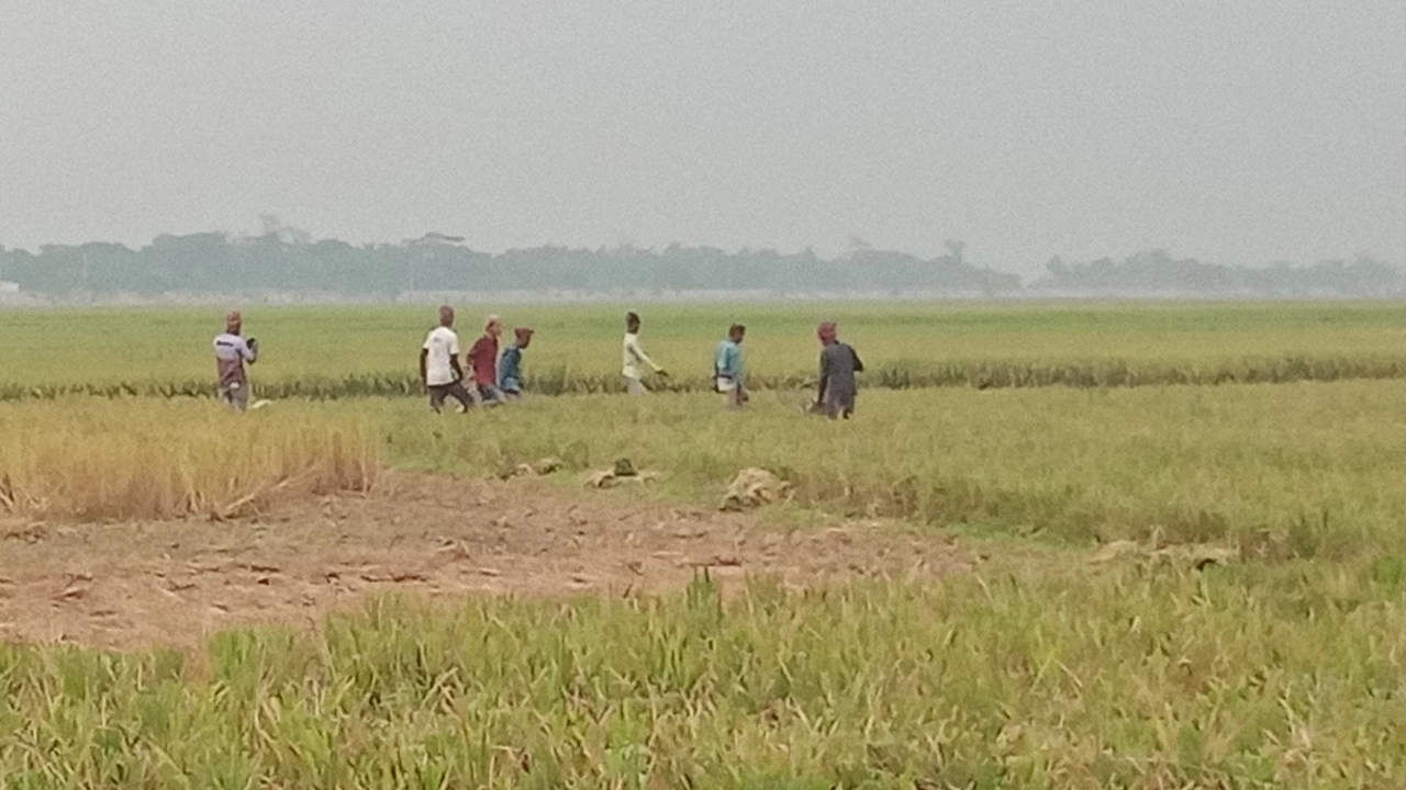 সুনামগঞ্জের হাওরে ধান কাটছেন কৃষকরা। ছবি : কালবেলা