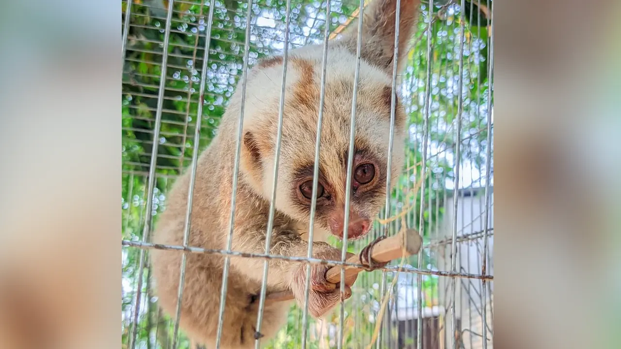 উদ্ধার করা লজ্জাবতী বানর। ছবি : কালবেলা