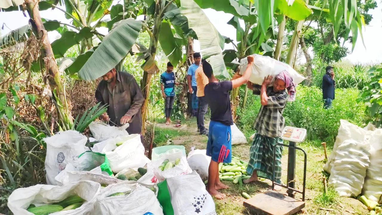 সরাসরি কৃষকদের কাছ থেকে শসা কিনছে ‘স্বপ্ন’ সুপারশপের একটি প্রতিনিধি দল। ছবি : কালবেলা