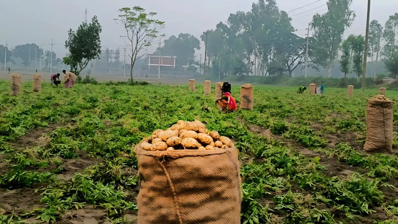 দিনাজপুরের খানসামায় মাঠ থেকে আলু তুলছেন চাষি। ছবি : কালবেলা