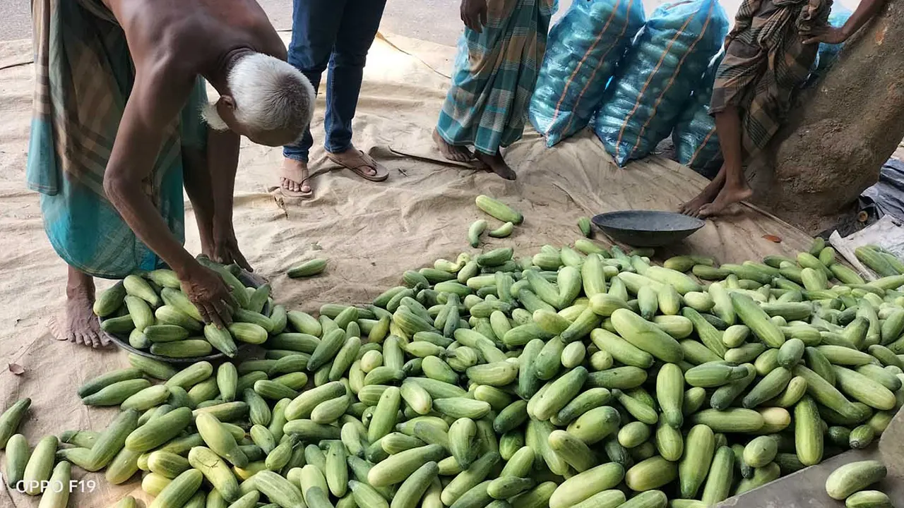 বাজারে বিক্রি করতে শসা এনেছেন চাষি। ছবি : কালবেলা