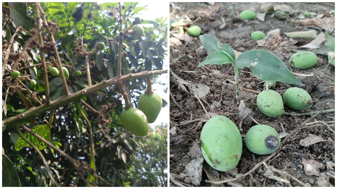 বাতাসের আর্দ্রতার পরিমাণ কমায় আমের মুকুল শুকিয়ে বোটা থেকে খসে পড়ে। ছবি : কালবেলা