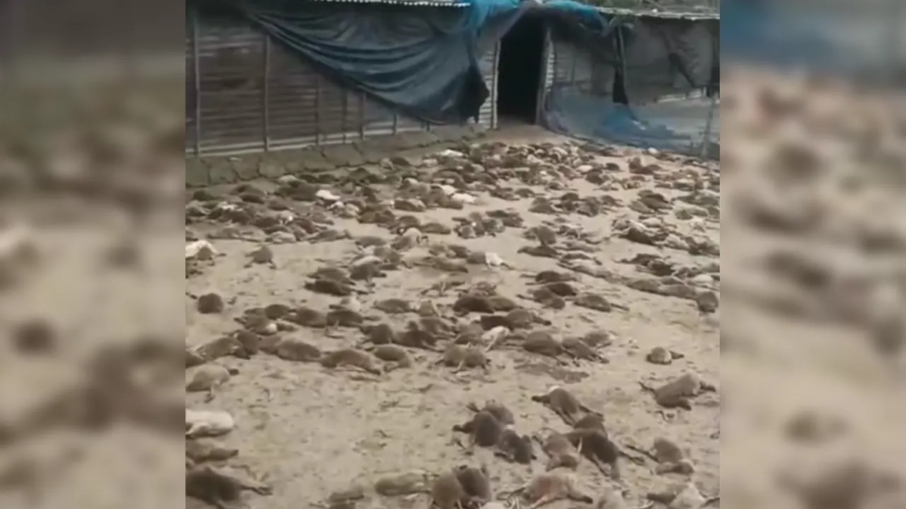 মরা হাঁসের বাচ্চা। ছবি : কালবেলা