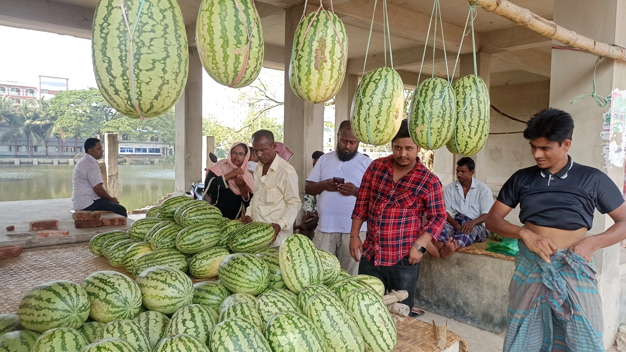 বিক্রির জন্য থরে থরে সাজিয়ে রাখা হয়েছে রসাল তরমুজ। ছবি : কালবেলা