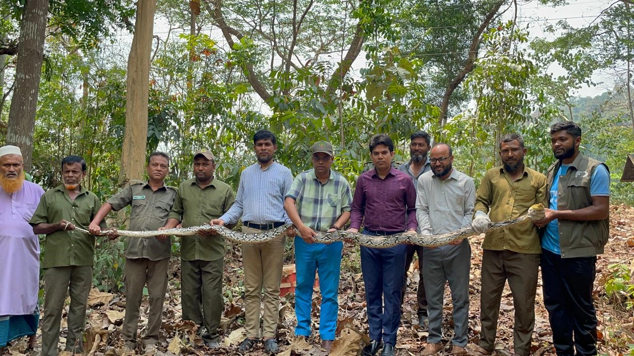 কাপ্তাই লোকালয়ে উদ্ধার অজগরটি বনে অবমুক্ত করেন বন বিভাগের সদস্যরা। ছবি : কালবেলা