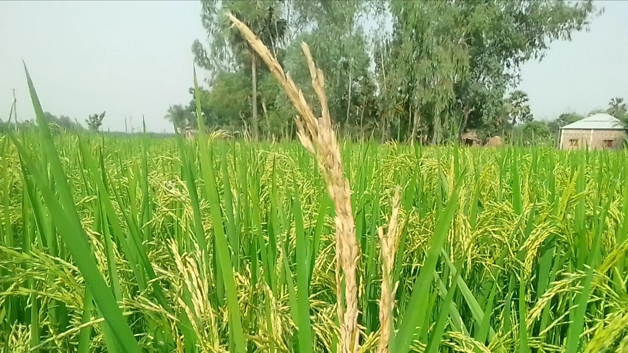 নওগাঁয় পরিপক্ব হচ্ছে বোরো ধান। ছবি : কালবেলা