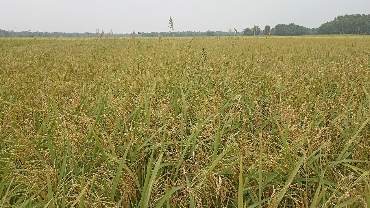 শ্রমিক সংকটে কাটা যাচ্ছে না ধান। ছবি : কালবেলা