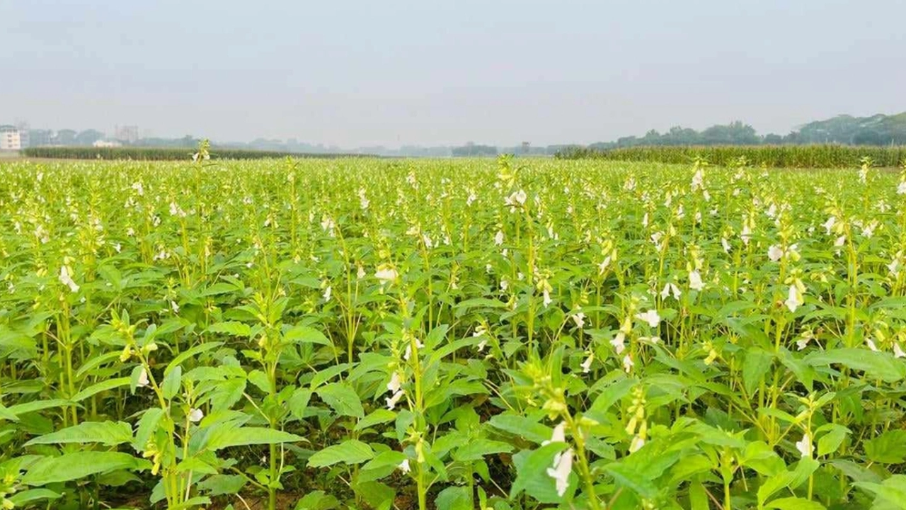 তিল গাছে এসেছে ফুল। ছবি : কালবেলা