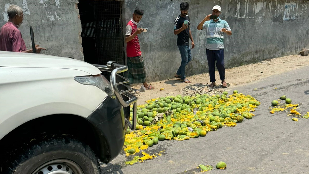 গাড়ির চাকায় পিষ্ট ৪০০ কেজি রাসায়নিকে পাকানো অপরিপক্ব আম। ছবি : কালবেলা