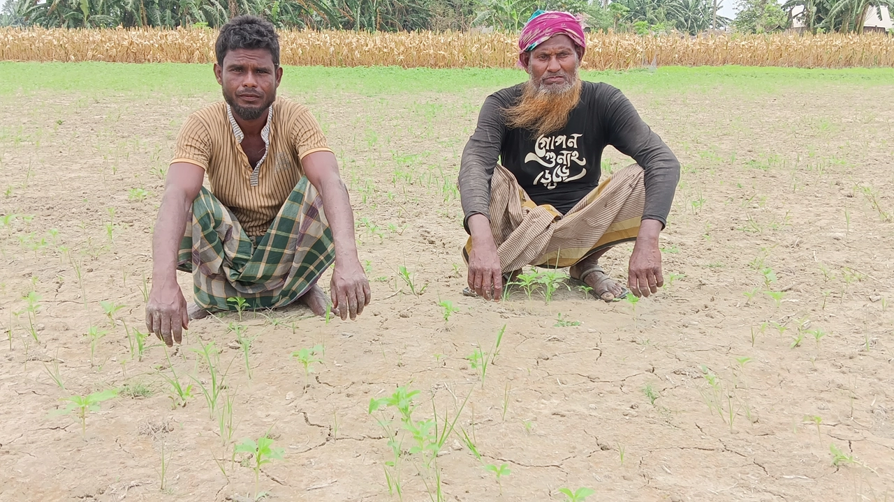 তীব্র গরমে পুড়ছে কুড়িগ্রামে চরাঞ্চলের পাটক্ষেত। ছবি : কালবেলা