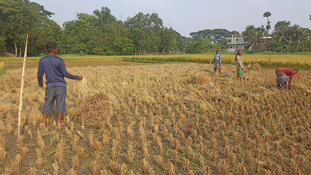 ধান কেটে ঘরে তুলছেন চাষিরা। ছবি : কালবেলা