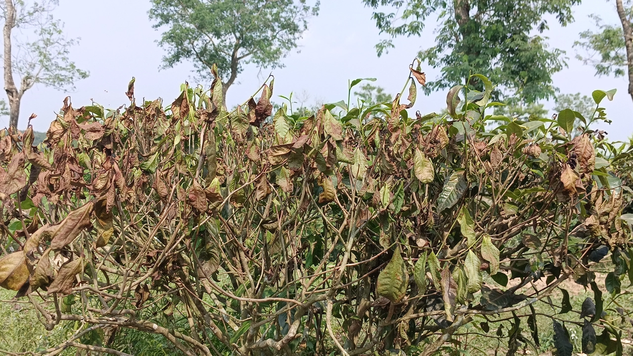 তীব্র তাপমাত্রায় পুড়ে যাওয়া চা পাতা। ছবি : কালবেলা